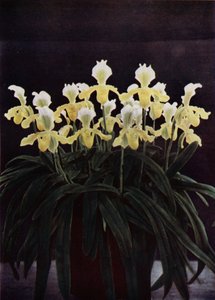 Cypripedium Insigne Sanderae (farvefoto) af English Photographer