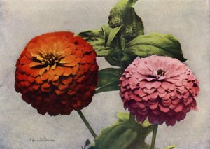 Dobbelte zinniaer (farvefoto) af English Photographer