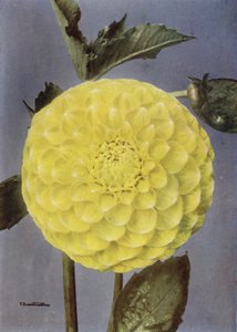 Fancy Dahlia, fru Saunders (farvefoto) af English Photographer