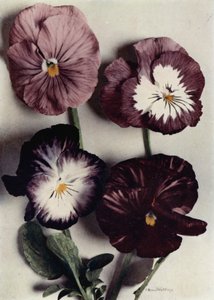 Fancy Violas, Louie Granger, fru Chichester, Kate Houston og hertugen af Argyle (farvefoto) af English Photographer