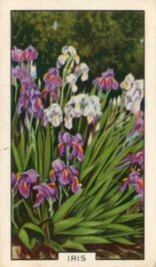 Blomster i haven: Iris (foto i farver) af English Photographer