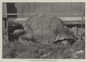 Gigantisk landskildpadde i Mauritius af English Photographer