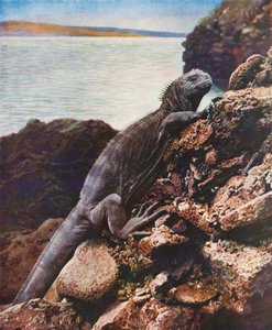 Stor havleguan på en af Galapagos-øerne (farvefoto) af English Photographer