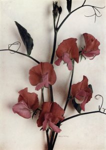 Helen Lewis (farvefoto) af English Photographer