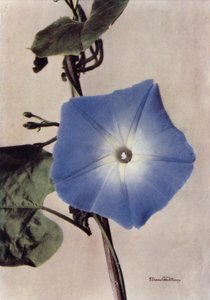 Ipomoea Rubro-Coerulea (farvefoto) af English Photographer