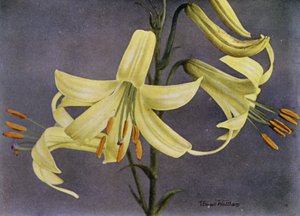 L Parryi (print) af English Photographer