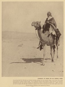 Lawrence af Arabien på denne berømte kamel (s/h-foto) af English Photographer