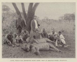 Løver, som havde ødelagt otte æsler, skød ved Sebungu-Poort, Bulawayo af English Photographer