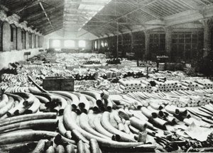 London Docks: elfenbenslager, 1895 af English Photographer