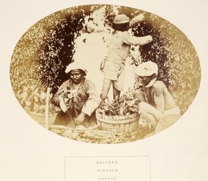 Mallees (Gardeners), Hindus, Madras, fra The People of India, af J. Forbes Watson, udgivet 1868 (albumstryk) af English Photographer