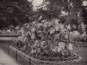 Monstera Deliciosa i Battersea Park (s/h-foto) af English Photographer