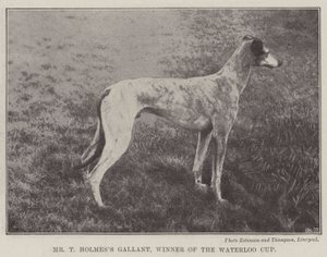 Mr T Holmess Gallant, vinder af Waterloo Cup af English Photographer