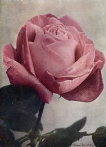 Fru John Laing (HP) (farvefoto) af English Photographer