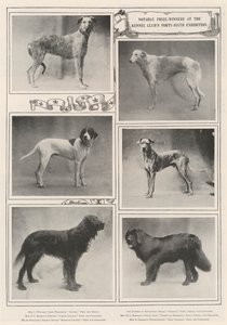 Bemærkelsesværdige præmievindere på Kennel Clubs 46. udstilling af English Photographer