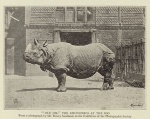 Gamle Jim, næsehornet i Zoo