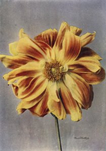Paeony-flowered Dahlia, The Geisha (farvefoto) af English Photographer