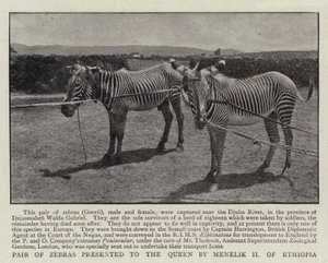 Et par zebraer præsenteret for dronningen af Menelik II af Etiopien af English Photographer