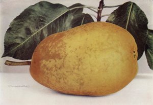 Pære, Pitmaston Duchess (farvefoto) af English Photographer