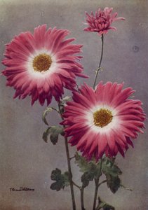 Percy Arnold (farvefoto) af English Photographer