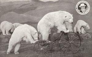 Isbjørn kører på en trehjulet cykel, Carl Hagenbecks Wonder Zoo and Big Circus, Olympia, London (s/h foto) af English Photographer
