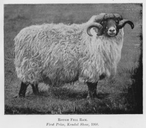 Rough Fell Ram, førstepræmie, Kendal Show af English Photographer