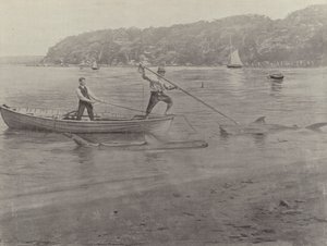 Hajfiskeri, Chowder Bay af English Photographer