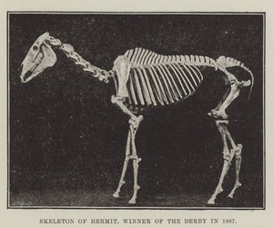 Skeleton of Eremit, vinder af Derbyet i 1867 af English Photographer