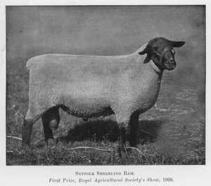 Suffolk Shearling Ram, førstepræmie, Royal Agricultural Society