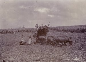 Sukkerplantage, Barbados, 1880 af English Photographer