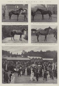 Ascotmødet 1901