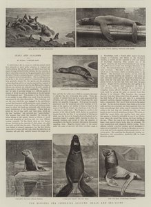 Beringshavets fiskeristrid, sæler og søløver