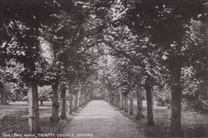 The Lime Walk, Trinity College, Oxford af English Photographer