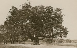 The Major Oak, Sherwood Forest af English Photographer