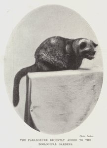 The Paradoxure for nylig tilføjet til Zoological Gardens af English Photographer