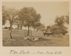 The Park - One Tree Hill, Greenwich af English Photographer