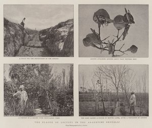 Græshoppeplagen i den argentinske republik af English Photographer