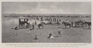Forbuddet mod import af udenlandsk kvæg til England, en typisk scene på en Buenos Ayres Ranch, Branding Day af English Photographer