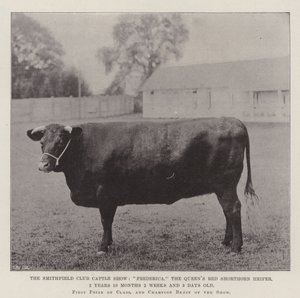 Smithfield Club Cattle Show, Frederica, Queens Red Shorthorn Heifer, 2 år 10 måneder 2 uger og 3 dage gammel