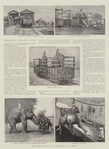 Transport af elefanter i Indien