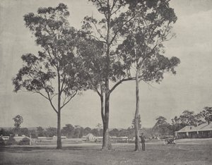 Toongabbie af English Photographer