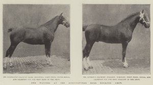 To vindere ved Agricultural Hall Hackney Show af English Photographer