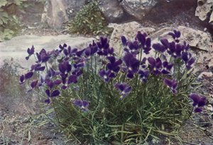 Viola Gracilis (farvefoto) af English Photographer