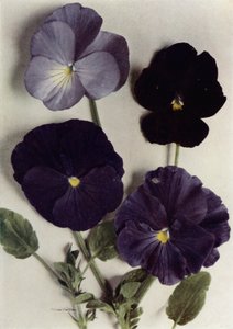 Violaer, Maggie Mott, Admiral of the Blues, Archibald Grant og Jenny M