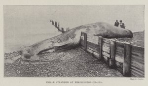 Hval strandede ved Birchington-on-Sea af English Photographer