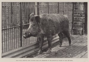 Vildsvin, fjernet fra Windsor Park og præsenteret for Zoological Society af HM Kongen af English Photographer