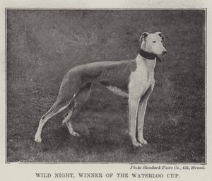 Wild Night, vinder af Waterloo Cup af English Photographer