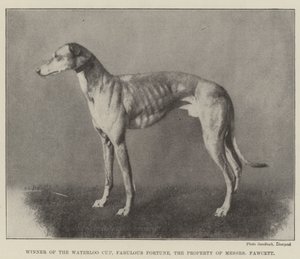 Vinder af Waterloo Cup, Fabulous Fortune, Messers Fawcetts ejendom af English Photographer