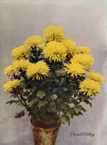 Gul Caprice du Printemps af English Photographer