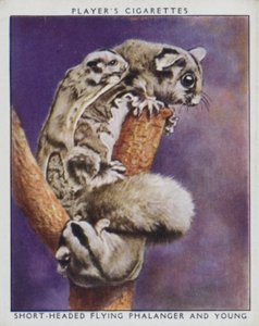 Zoo-babyer: Korthovedede flyvende phalanger og unge (foto) af English Photographer