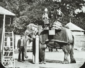 Zoological Gardens, Regents Park: elefant med voksne og børn på tur, London Zoo, 1894 af English Photographer